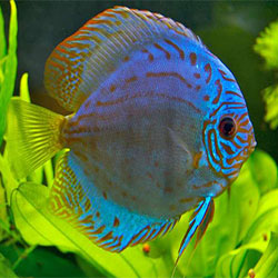 Discus Fish - King Of Aquarium!